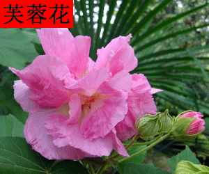Fu Rong Hua concentrated powder