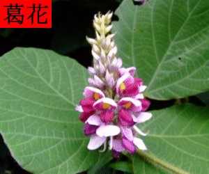 Ge Hua concentrated powder