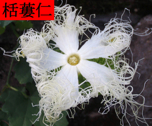 Gua Lou Ren concentrated powder