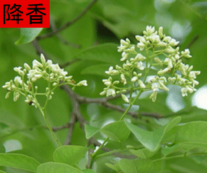 Jiang Xiang concentrated powder