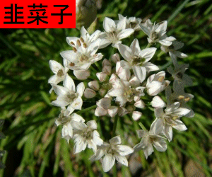 Jiu Cai Zi concentrated powder