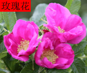 Mei Gui Hua concentrated powder