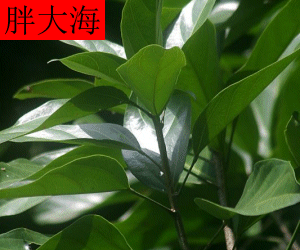 Pang Da Hai concentrated powder