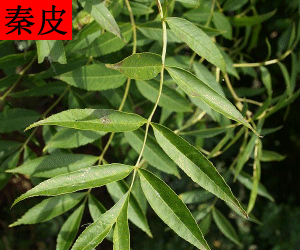 Qin Pi concentrated powder