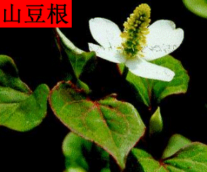 Shan Dou Gen concentrated powder