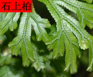 Shi Shang Bai concentrated powder