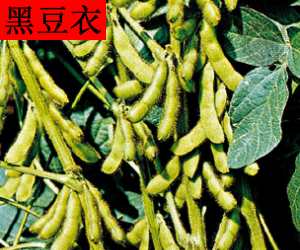 Hei Dou Yi concentrated powder