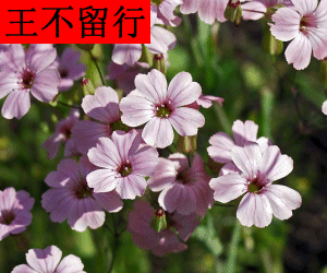 Wang Bu Liu Xing concentrated powder