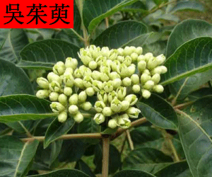 Wu Zhu Yu concentrated powder