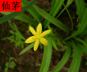 Xian Mao concentrated powder
