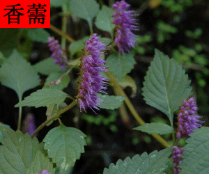 Xiang Ru concentrated powder