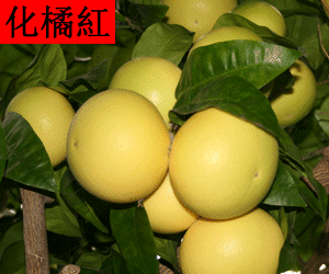 Hua Ju Hong concentrated powder