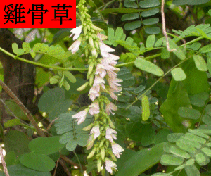 Ji Gu Cao concentrated powder