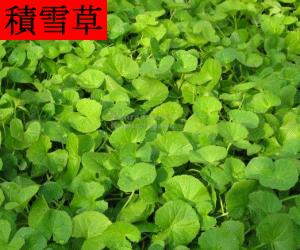 Ji Xue Cao concentrated powder