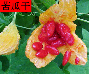 Ku Gua Gan concentrated powder