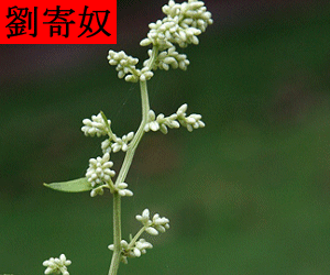 Liu Ji Nu concentrated powder