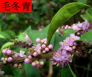 Mao Dong Qing concentrated powder