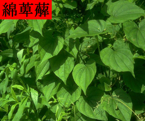 Mian Bi Xie concentrated powder