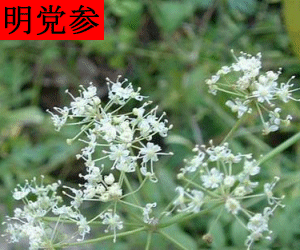 Ming Dang Shen concentrated powder