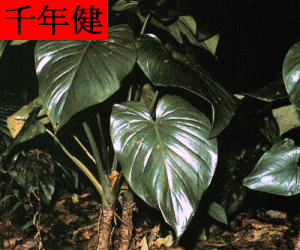 Qian Nian Jian concentrated powder