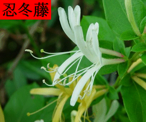 Ren Dong Teng concentrated powder