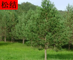 Song Jie concentrated powder