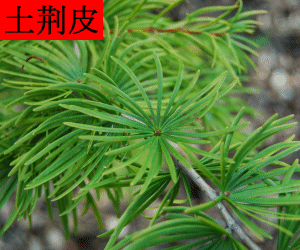 Tu Jin Pi concentrated powder