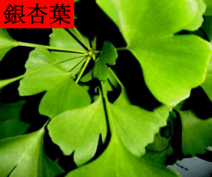 Yin Xing Ye concentrated powder