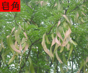 Zao Jiao concentrated powder