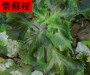 Zi Su Geng concentrated powder