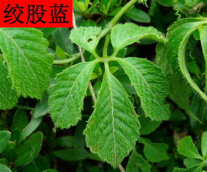 Jiao Gu Lan concentrated powder