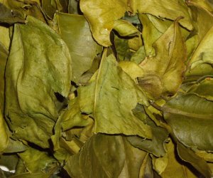 Kaffir lime leaves