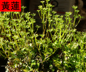 Huang Lian tincture