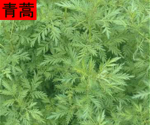 Qing Hao tincture