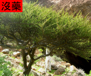Mo Yao tincture