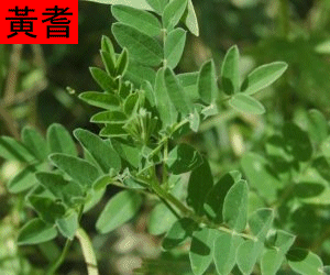 Huang Qi fluid extract
