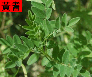 Huang Qi tincture