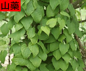 Shan Yao concentrated powder