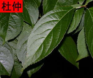 Du Zhong tincture