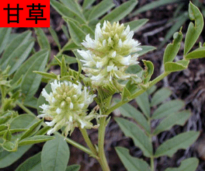 Gan Cao concentrated powder