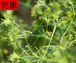 Fang Feng concentrated powder
