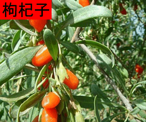 Gou Qi Zi concentrated powder