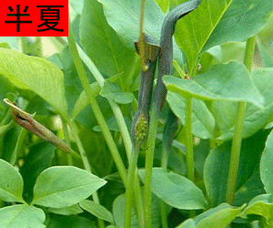 Ban Xia (Fa) concentrated powder