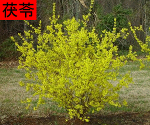 Fu Ling Pi concentrated powder