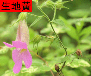 Shu Di Huang concentrated powder