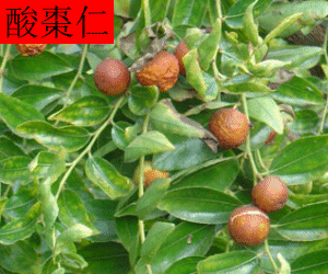 Suan Zao Ren concentrated powder