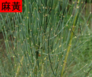 Ma Huang tincture