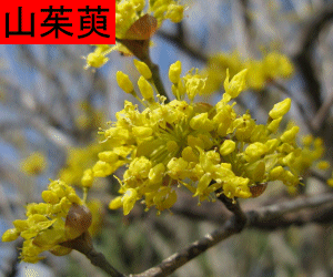 Shan Zhu Yu tincture