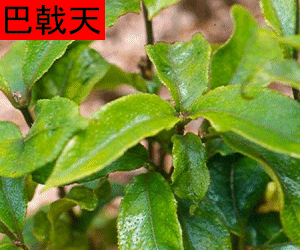 Ba Ji Tian tincture