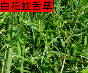 Bai Hua She She Cao tincture
